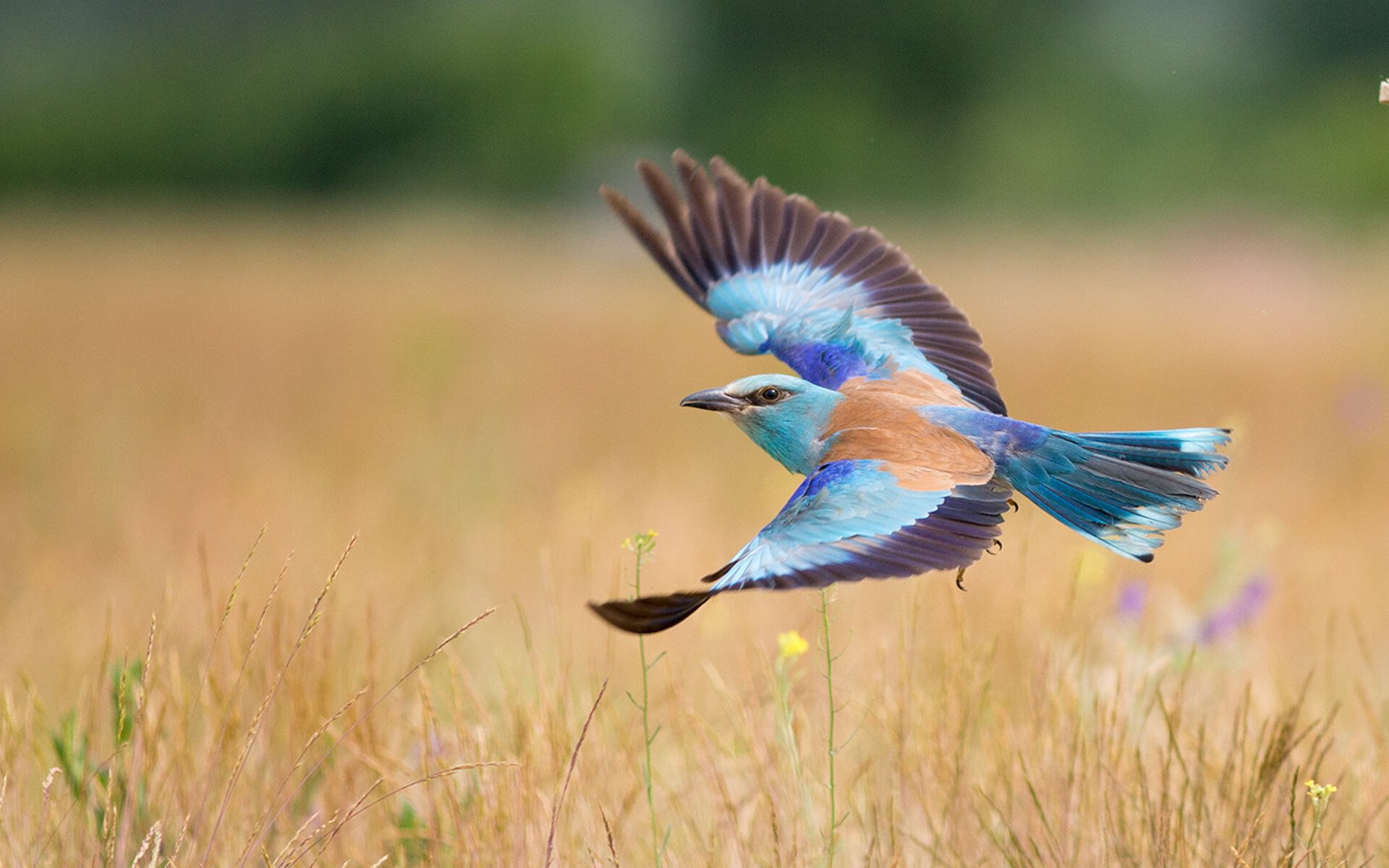 篮球之神今夜穿2号球衣,当伦纳德让掘金沦为背景板,我们见证了什么?
